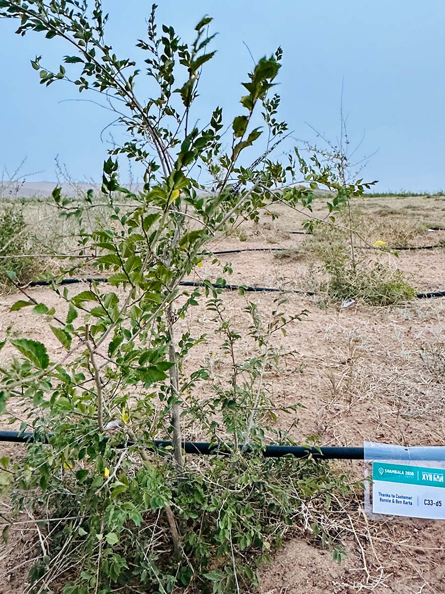 Ben Bonnie Barta Tree 2