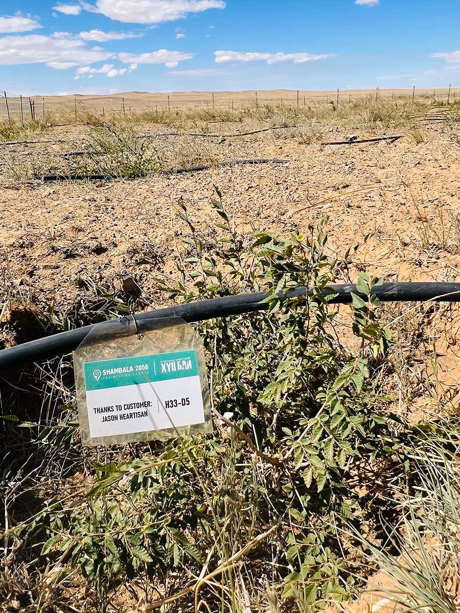 Jason Heartisan tree