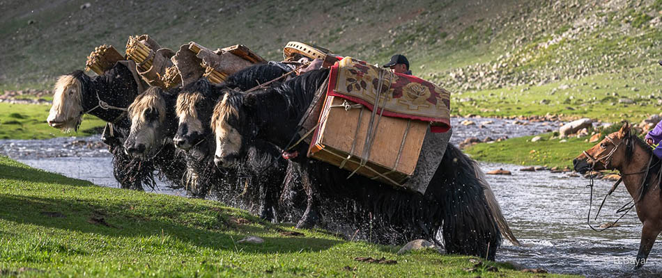 Mongolian nomads transporting yurt by yak