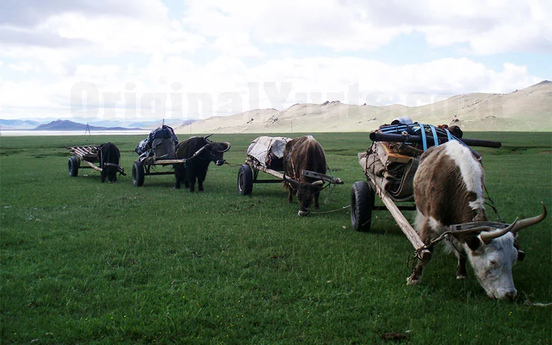 Several loaded wooden carts wait on the green steppe while the oxen graze between journeys.