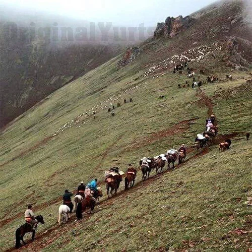 A long pack train of horses and riders descends a steep green mountainside in single file.