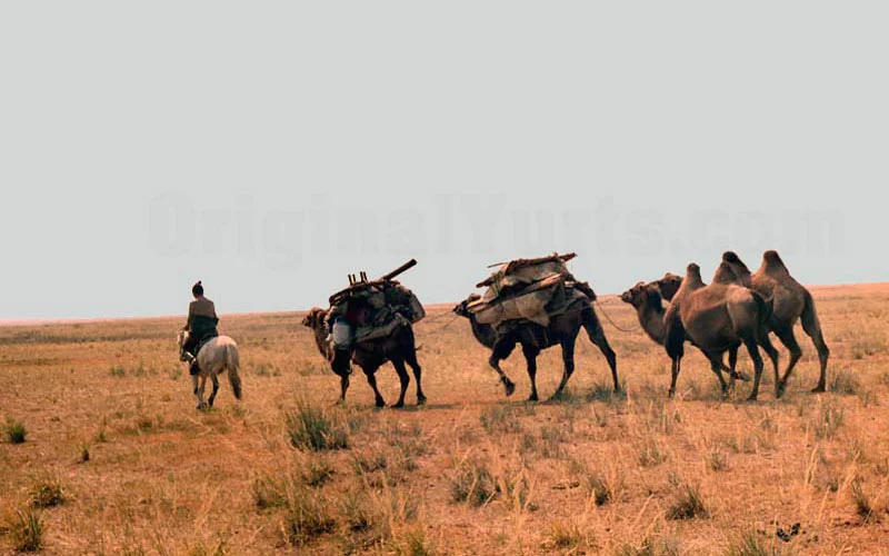 Two pack camels follow a mounted herder over dry rust-toned grassland during an autumn migration.