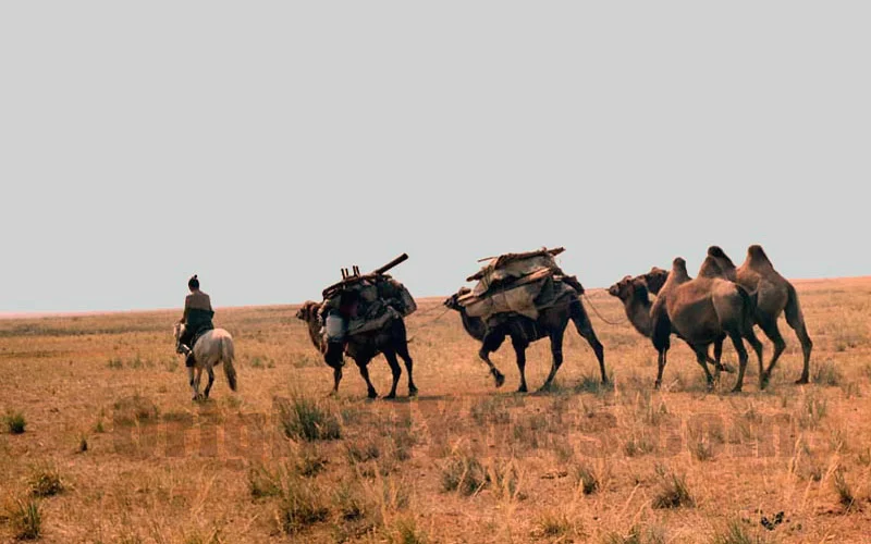 A herder on horseback leads two camels loaded with yurt parts across copper-colored autumn steppe.
