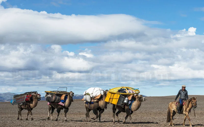 A mounted herder drives camels loaded with bright bundles across an open plain under towering clouds.