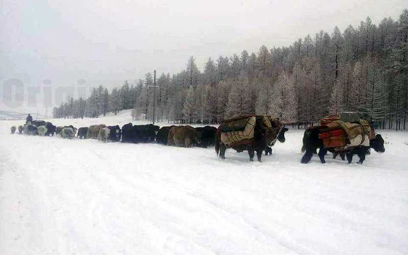 A yak caravan hauls yurt loads through deep snow along a frozen forest road in winter.