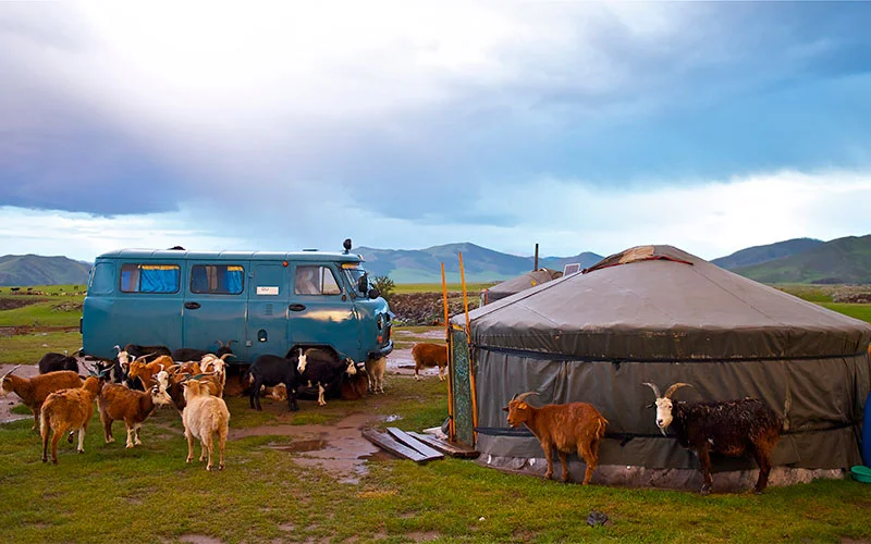 A nomad camp where old meets new: a blue van parked beside a yurt surrounded by goats and calves.