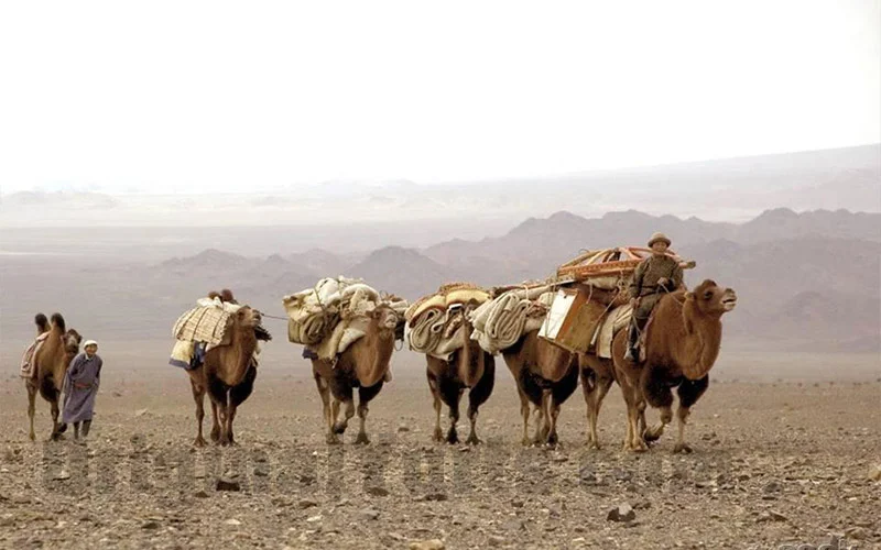 A line of camels loaded with yurt parts crosses a barren desert plain toward distant mountains.