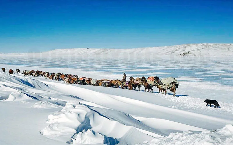 A nomad caravan of horses and camels crosses deep snowdrifts in single file, a black dog leading.