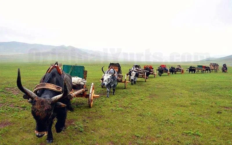 A line of yak-drawn carts stretches across vivid green steppe under a sunny sky.