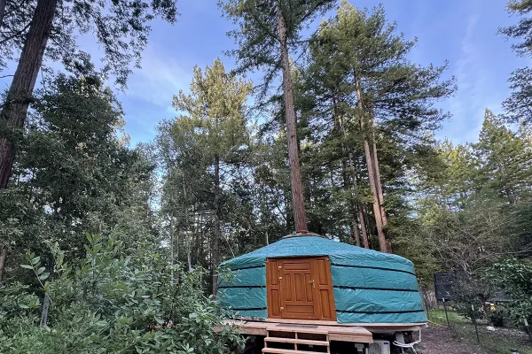 A yurt with green cover with tall trees in the background