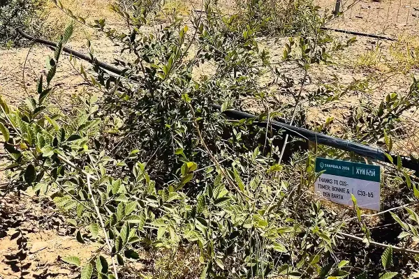 Customers tree1 Customers tree1