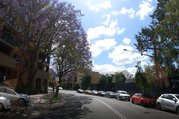 Driving in Sydney A road in Sydney with Jacaranda trees on the side